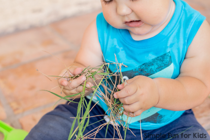 Simple Sensory Activities for Toddlers: Farm Animal Sensory Bin with Real Grass!