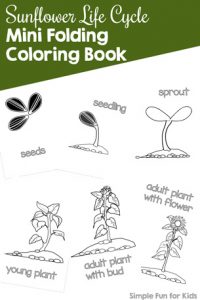 Color and learn about the sunflower life cycle mini folding coloring book. Day 5 of the 7 Days of Sunflower Printables for Kids series.