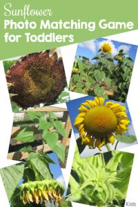 Play a simple matching game with your toddler or preschooler: this Sunflower Photo Matching Game doubles as a great conversation starter about different features of sunflowers and is a part of the 7 Days of Sunflower Printables for Kids series (day 2).